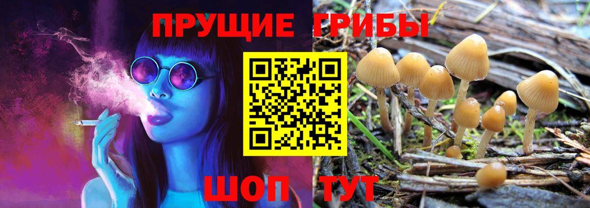 Галлюциногенные грибы Psilocybe Белореченск